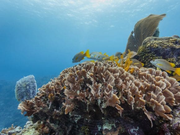 Hol Chan Marine Reserve San Pedro Belize