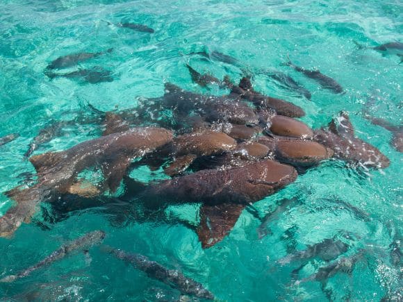 Shark Ray Alley San Pedro Belize